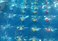 물 공원 팽창식 옥외 게임을 위한 파란 팽창식 물 롤 볼 협력 업체